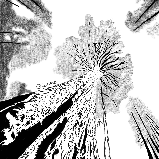 Esprit : en intégrant des stratégies de résilience à l'image des séquoïa, fire-tree !